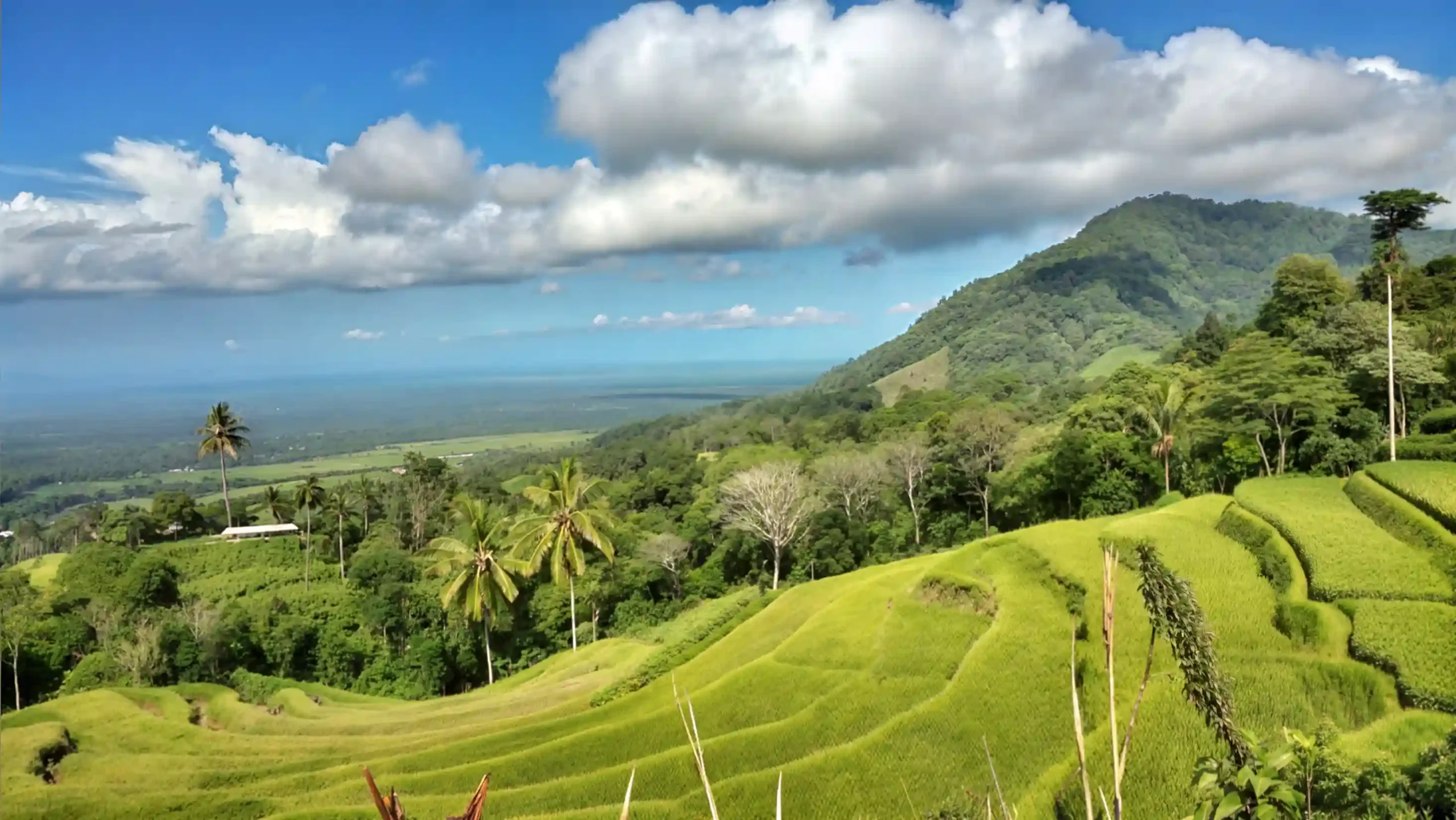 Bali Mind Expansion Retreats