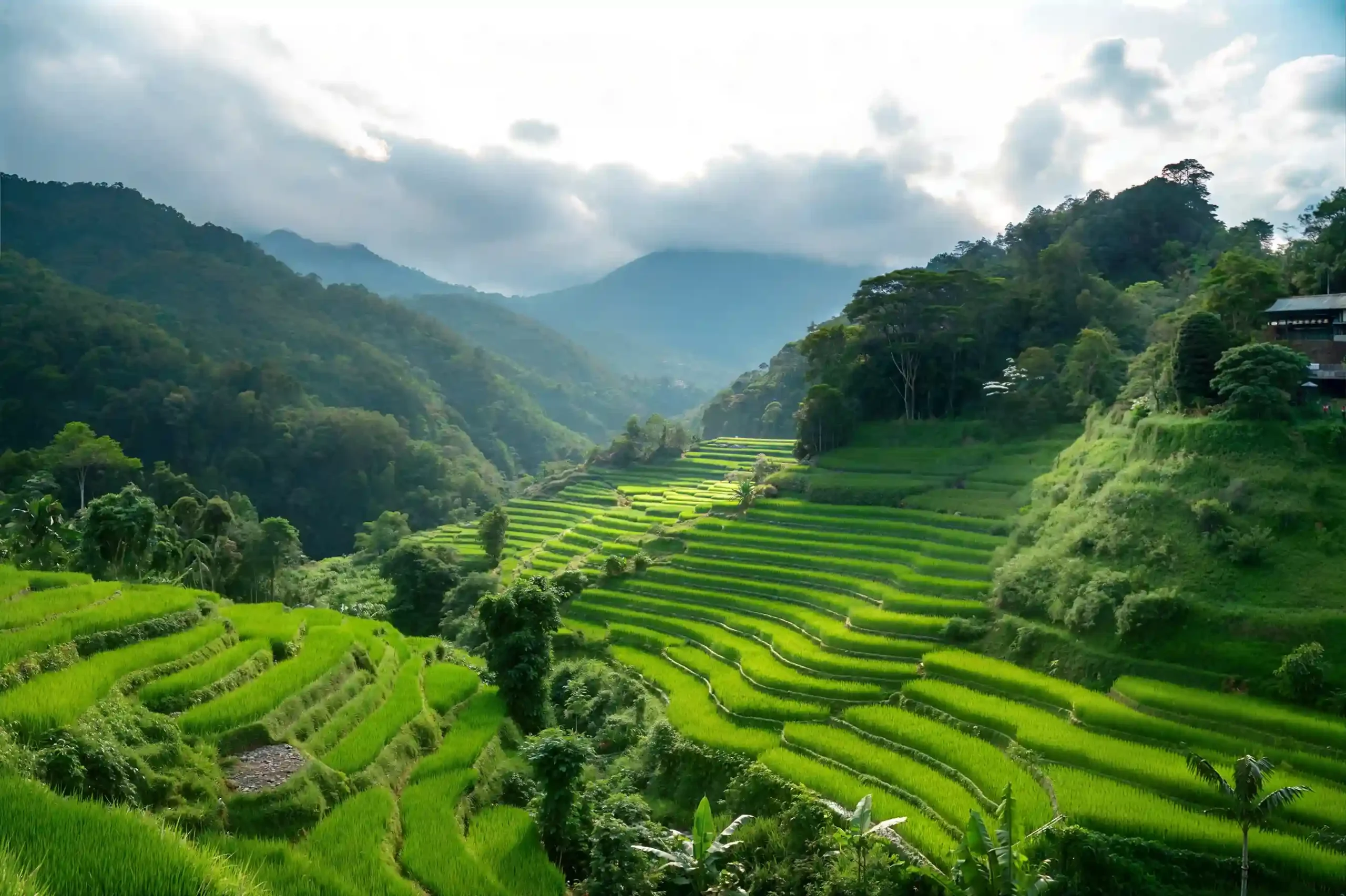 Pupuan rice terraces, West Bali