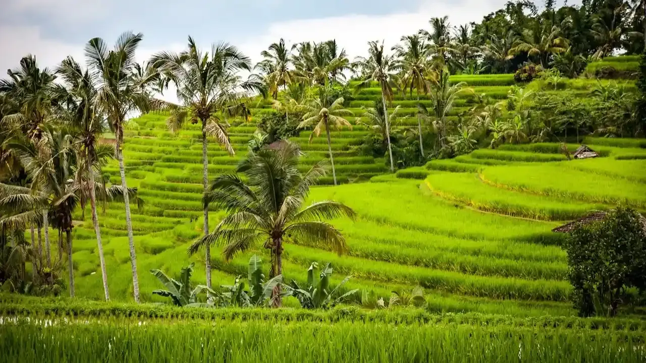 Psychedelic Preparation Retreats in Bali